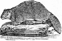 History of Beasts