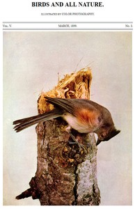 Birds and All Nature, Vol. 5, No. 3, March 1899
Illustrated by Color Photography