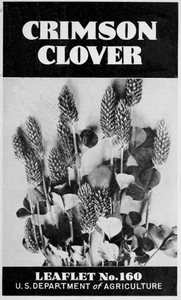 Crimson Clover [1938]