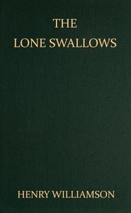 The lone swallows